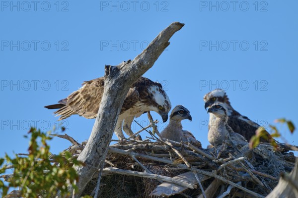 Osprey pair with chicks in nest made of twigs, birds in natural environment, Osprey (Pandion haliaetus), Flamingo, Everglades National Park, Florida, USA
