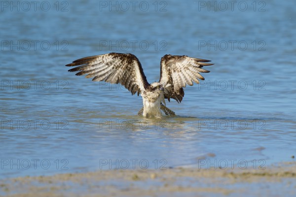 Osprey takes off from the water with spread wings, Osprey (Pandion haliaetus), Flamingo, Everglades National Park, Florida, USA