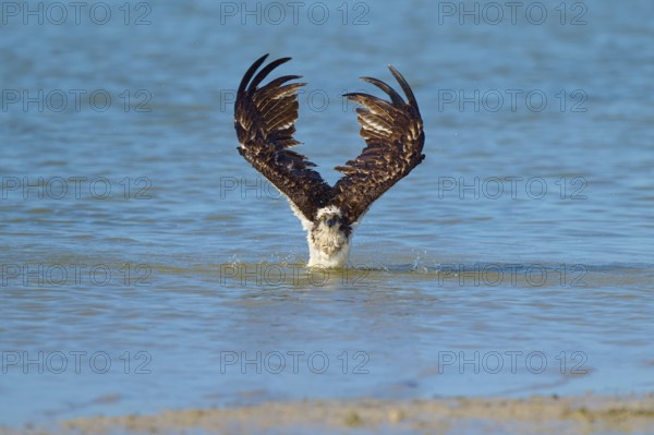 Osprey diving out of the water, wings stretched upwards, Osprey (Pandion haliaetus), Flamingo, Everglades National Park, Florida, USA