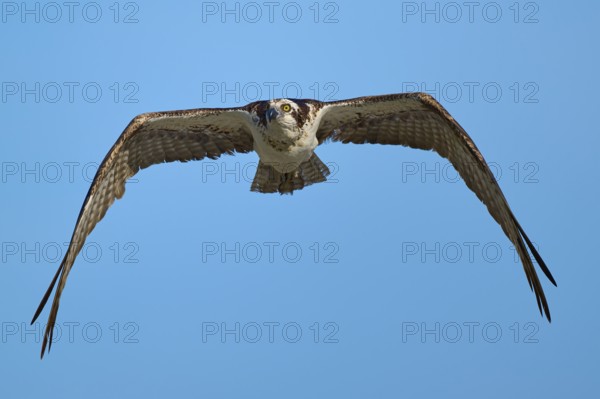 Flying osprey in front of a blue sky with wide open wings, Osprey (Pandion haliaetus), Flamingo, Everglades National Park, Florida, USA