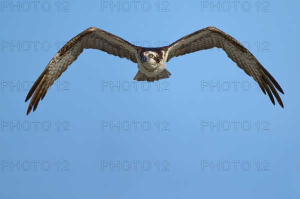 Osprey flying with outstretched wings in the clear sky, Osprey (Pandion haliaetus), Flamingo, Everglades National Park, Florida, USA