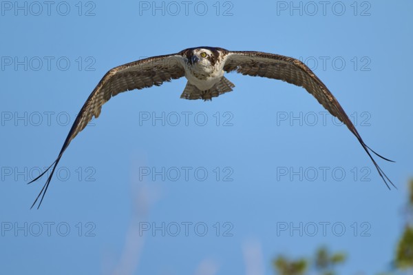Osprey with outstretched wings in the blue sky, Osprey (Pandion haliaetus), Flamingo, Everglades National Park, Florida, USA
