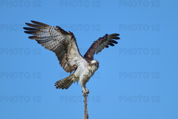 Bird standing calmly with half-spread wings on branch in front of sky, Osprey (Pandion haliaetus), Flamingo, Everglades National Park, Florida, USA