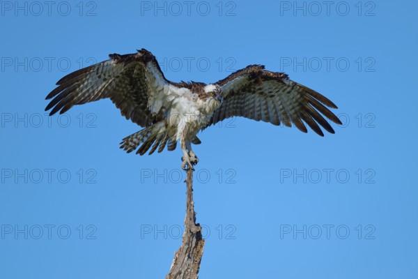 Osprey with slightly open wings balancing on branch tip, Osprey (Pandion haliaetus), Flamingo, Everglades National Park, Florida, USA