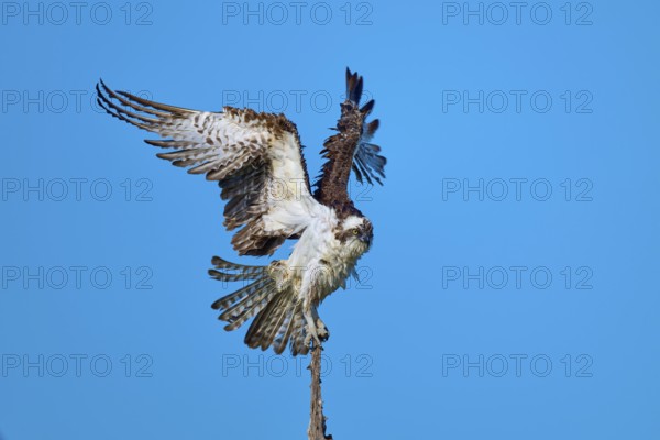 Bird using branch for take-off, wings powerfully outstretched against the sky, Osprey (Pandion haliaetus), Flamingo, Everglades National Park, Florida, USA