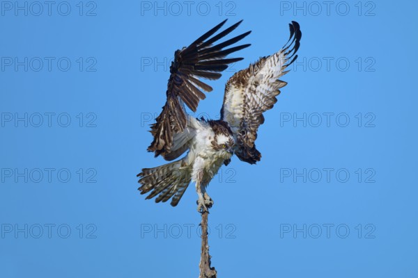 Osprey landing on branch tip, wings high and wide against the sky, Osprey (Pandion haliaetus), Flamingo, Everglades National Park, Florida, USA