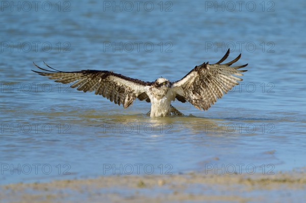 Osprey spreads its wings as it lifts out of the water, Osprey (Pandion haliaetus), Flamingo, Everglades National Park, Florida, USA