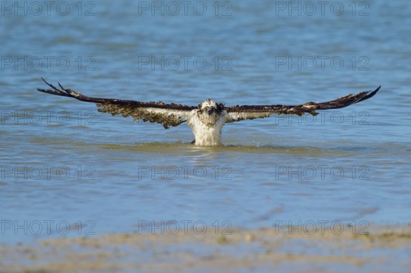Osprey rising from the water with wings spread wide, Osprey (Pandion haliaetus), Flamingo, Everglades National Park, Florida, USA