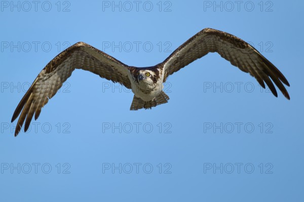 Osprey spreads its wings wide in the blue sky, Osprey (Pandion haliaetus), Flamingo, Everglades National Park, Florida, USA