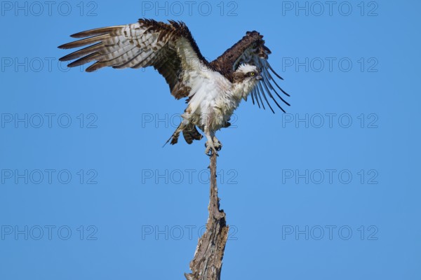 Osprey in flight position on a branch against blue sky, Osprey (Pandion haliaetus), Flamingo, Everglades National Park, Florida, USA