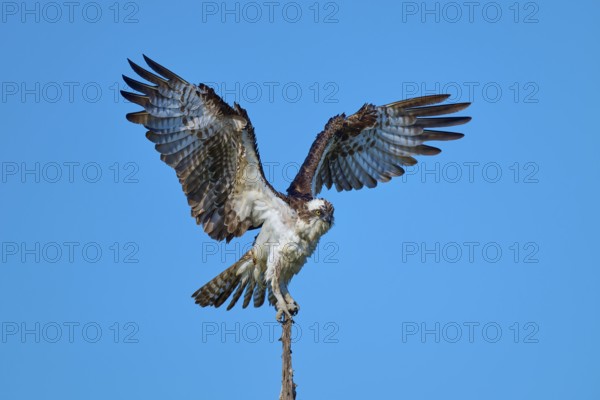 Bird about to take off, wings outstretched, clear sky as background, Osprey (Pandion haliaetus), Flamingo, Everglades National Park, Florida, USA