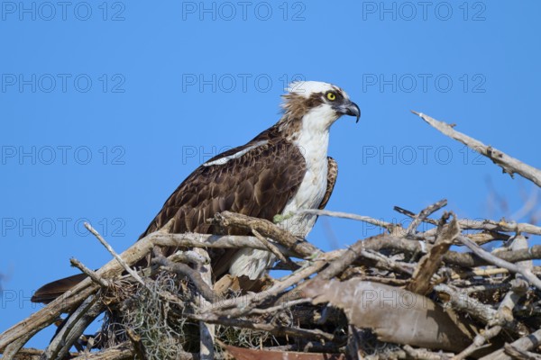 An osprey resting on a nest of branches under a clear sky, Osprey (Pandion haliaetus), Flamingo, Everglades National Park, Florida, USA