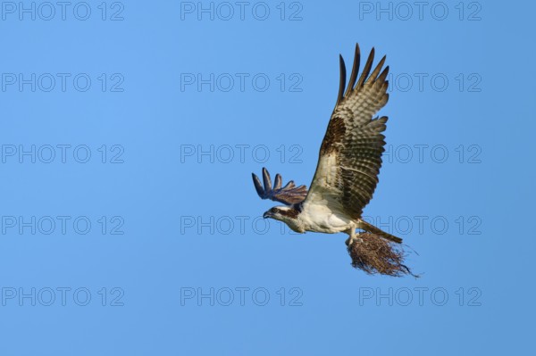 Osprey flying with outstretched wings under a clear sky, Osprey (Pandion haliaetus), Flamingo, Everglades National Park, Florida, USA