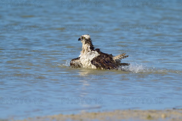 An eagle resting in the water with its wings outstretched, slight water movement, Osprey (Pandion haliaetus), Flamingo, Everglades National Park, Florida, USA