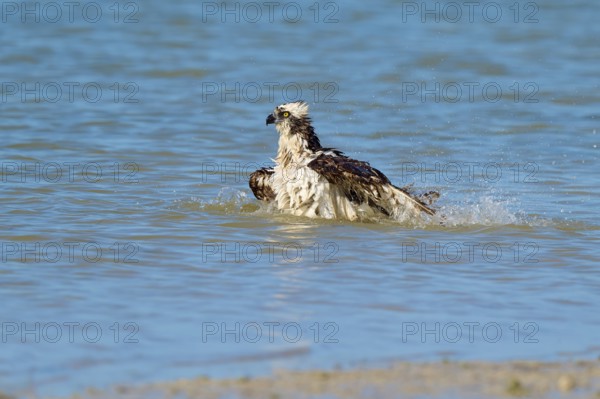 An eagle sits in the water with splashing water around it, Osprey (Pandion haliaetus), Flamingo, Everglades National Park, Florida, USA
