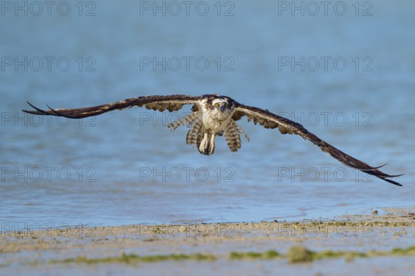 Osprey hovering just above the surface of the water, its wings spread wide, Osprey (Pandion haliaetus), Flamingo, Everglades National Park, Florida, USA