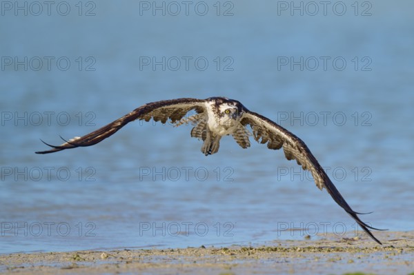 An osprey flies low over the waterline with outstretched wings, Osprey (Pandion haliaetus), Flamingo, Everglades National Park, Florida, USA