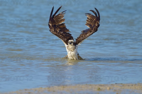 An eagle spreads its wings over a blue body of water, Osprey (Pandion haliaetus), Flamingo, Everglades National Park, Florida, USA