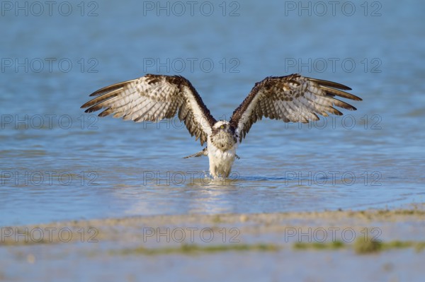 Osprey spreads its wings over the water against a natural backdrop, Osprey (Pandion haliaetus), Flamingo, Everglades National Park, Florida, USA