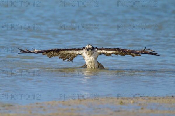 An eagle majestically spreads its wings on the surface of the water, Osprey (Pandion haliaetus), Flamingo, Everglades National Park, Florida, USA