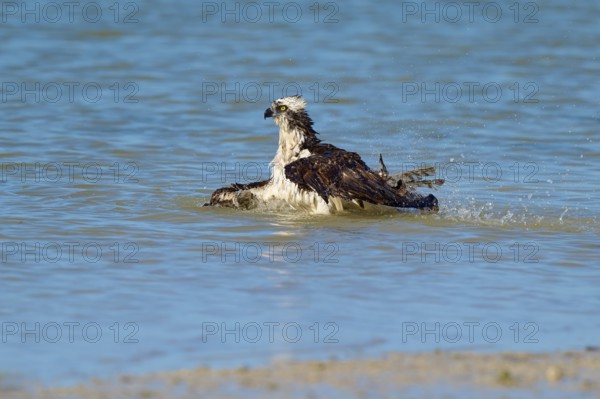 An eagle swims calmly through the water with slightly raised wings, Osprey (Pandion haliaetus), Flamingo, Everglades National Park, Florida, USA