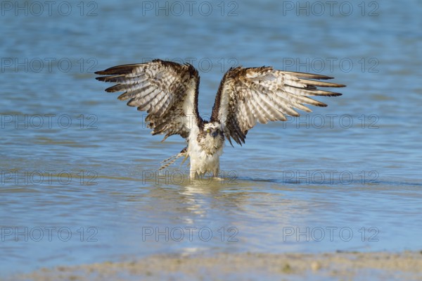 An eagle raises its wings above the water, ready for flight, Osprey (Pandion haliaetus), Flamingo, Everglades National Park, Florida, USA