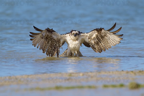 Osprey spreads its wings wide at the bottom of the water, ready to take off, Osprey (Pandion haliaetus), Flamingo, Everglades National Park, Florida, USA