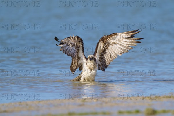 Osprey raises its wings in the blue water, creating an elegant scene, Osprey (Pandion haliaetus), Flamingo, Everglades National Park, Florida, USA