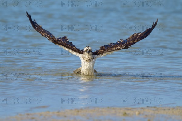 An eagle takes off from the water with its wings spread wide, Osprey (Pandion haliaetus), Flamingo, Everglades National Park, Florida, USA