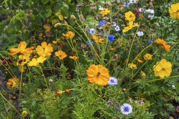 Yellow ornamental basket (Cosmos sulphureus), flower bed, summer flower-bed, North Rhine-Westphalia, Germany