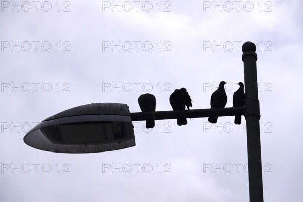 Pigeons in a city on the street lighting, Germany