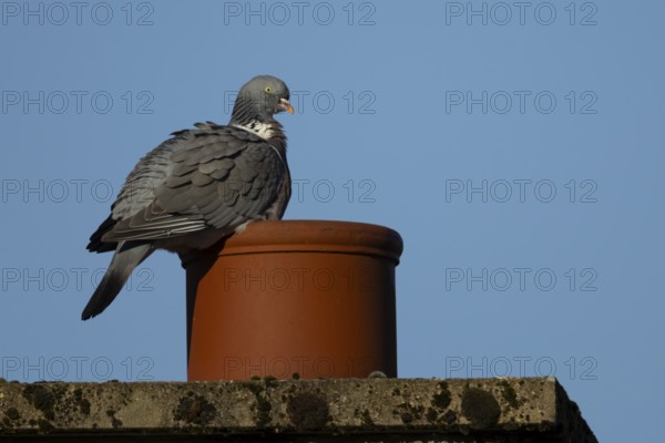 Wood pigeon (Columba palumbus) adult bird resting on an urban chimney pot, England, United Kingdom