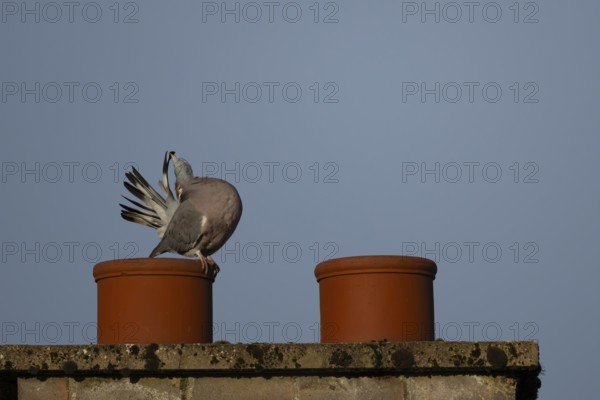 Wood pigeon (Columba palumbus) adult bird preening its tail feathers on an urban chimney pot, England, United Kingdom