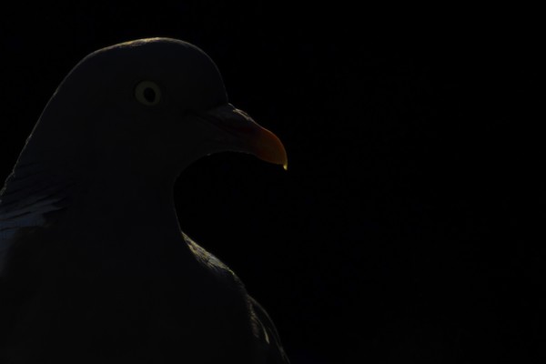 Wood pigeon (Columba palumbus) adult bird backlit head portrait, England, United Kingdom