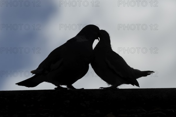 Wood pigeon (Columba palumbus) adult parent bird feeding a juvenile baby squab bird on an urban house roof, England, United Kingdom