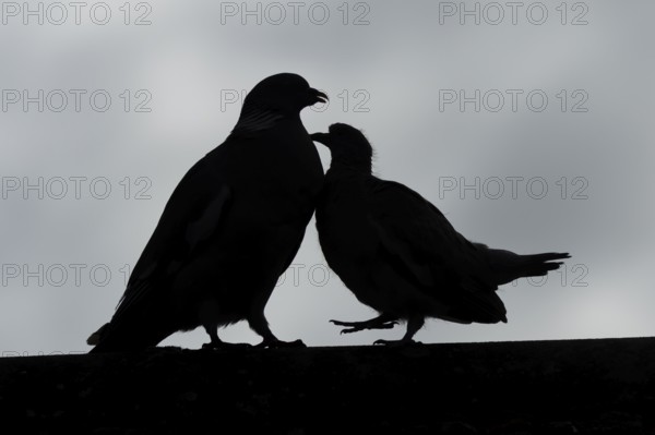 Wood pigeon (Columba palumbus) juvenile baby squab bird begging for food from an adult parent bird on an urban house roof, England, United Kingdom