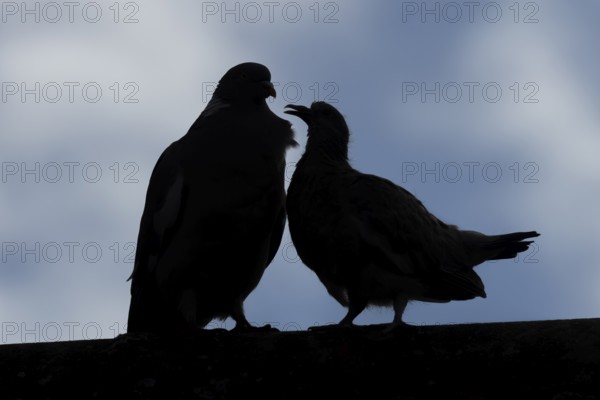 Wood pigeon (Columba palumbus) juvenile baby squab bird asking for food from an adult parent bird on an urban house roof, England, United Kingdom
