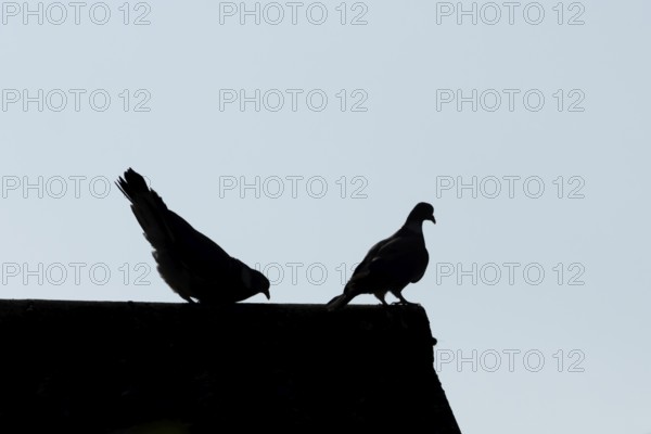 Wood pigeon (Columba palumbus) two adult birds performing their love courtship display on an urban house roof, England, United Kingdom