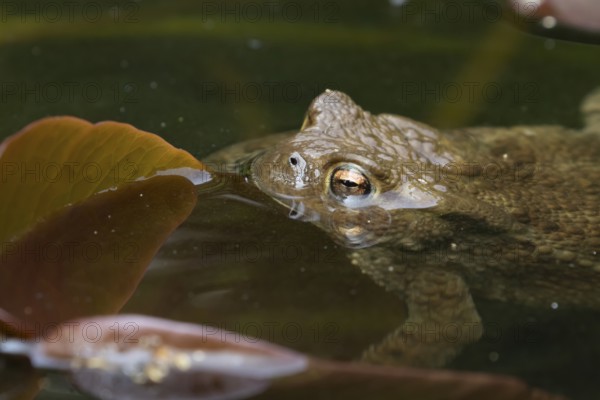 Common toad (Bufo bufo) adult amphibian on the water surface of a garden pond, England, United Kingdom