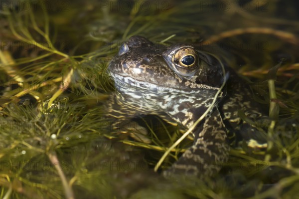 Common frog (Rana temporaria) adult amphibian on the water surface of a garden pond, England, United Kingdom