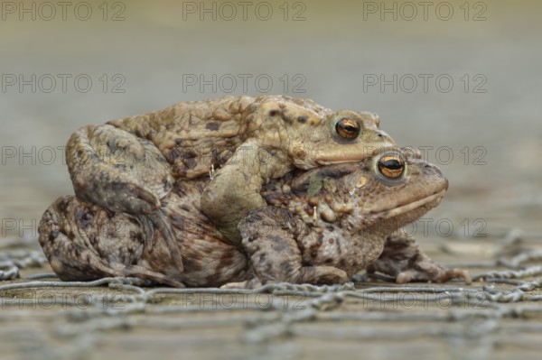 Common toad (Bufo bufo) two adult amphibians mating on a path in spring, England, United Kingdom