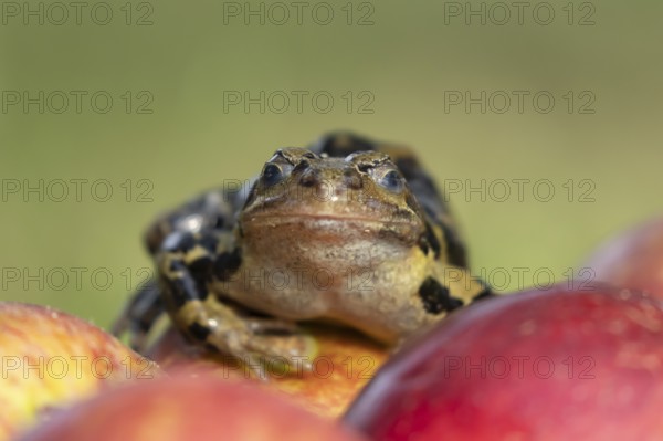 Common frog (Rana temporaria) adult amphibian on a fallen apple in a garden, England, United Kingdom