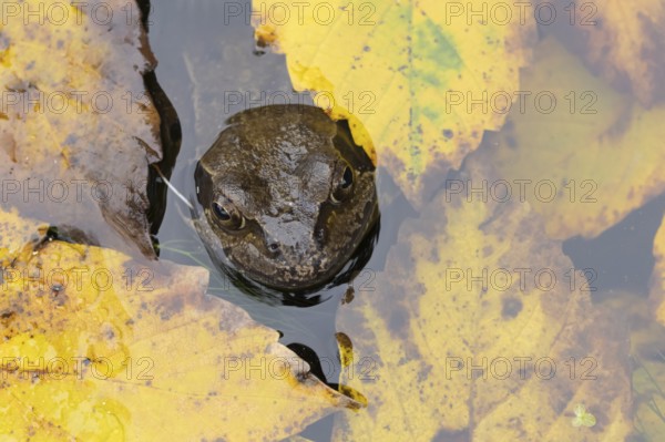 Common frog (Rana temporaria) adult amphibian on the water surface of a garden pond with fallen autumn leaves, England, United Kingdom