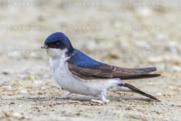 Common house martin, northern house martin (Delichon urbicum) collecting mud in beak from puddle for building nest in spring