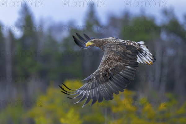 White-tailed eagle, Eurasian sea eagle, erne (Haliaeetus albicilla) juvenile in flight over moorland, heathland at edge of forest