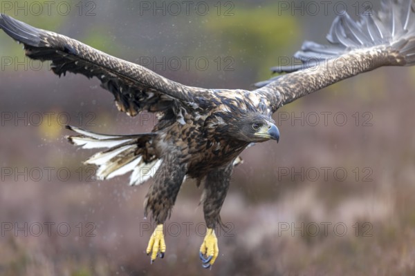 White-tailed eagle, Eurasian sea eagle, erne (Haliaeetus albicilla) soaking wet juvenile flying over moorland, heathland in the rain