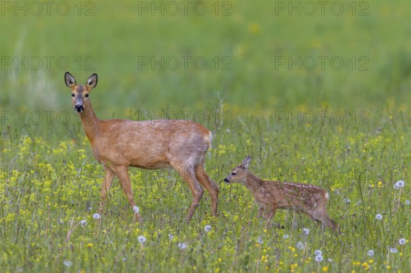 European roe deer (Capreolus capreolus) female, doe with single fawn foraging in meadow, grassland with wildflowers in spring
