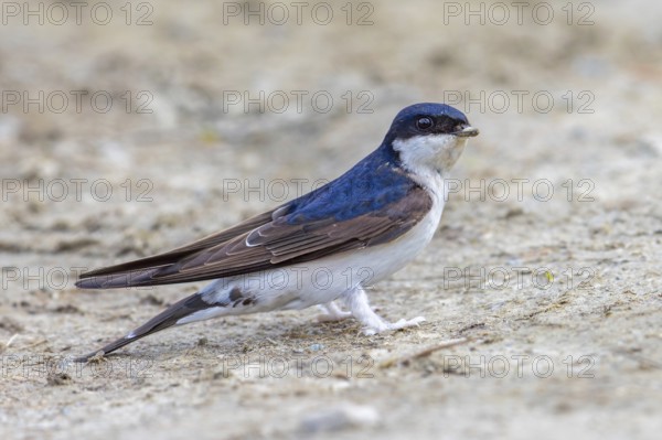 Common house martin, northern house martin (Delichon urbicum) collecting mud in beak for building nest in spring