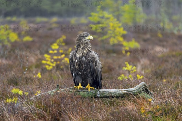 White-tailed eagle, Eurasian sea eagle (Haliaeetus albicilla) adult perched on fallen branch in moorland at forest edge in the rain in winter