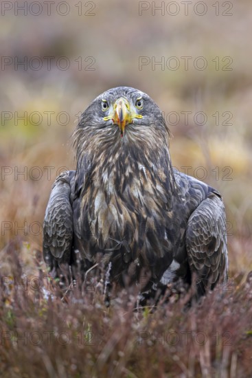 White-tailed eagle, Eurasian sea eagle (Haliaeetus albicilla) adult on the ground in moorland, heathland in winter